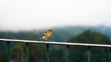 einsam Vogel thront mit ein Aussicht im Madeira foto