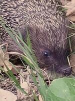 Igel im das Gras Nahansicht foto