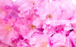 Blühen Rosa Sakura auf ein Frühling sonnig Tag. natürlich Hintergrund. Banner. Nahansicht. selektiv Fokus. foto