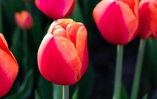 rot Tulpen im das Park. natürlich Hintergrund. Nahansicht. selektiv Fokus. foto