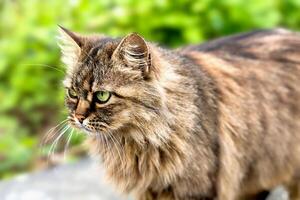 Porträt von ein Straße Katze. Nahansicht. selektiv Fokus. foto