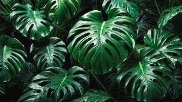 ästhetisch Monstera Pflanze Hintergrund. Nahansicht von schön Grün tropisch Laub. ai-generativ foto