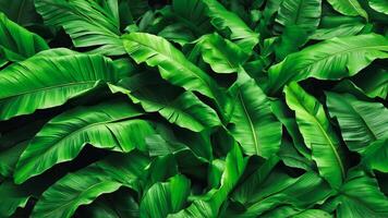 atemberaubend Banane Blatt Hintergrund. ästhetisch und erfrischend tropisch Blätter füllen das rahmen. frisch, lebendig Grün Laub Hintergrund. ai-generativ foto