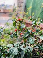 ein Pflanze mit rot Blumen und Grün Blätter mit ein rot Hintergrund foto