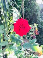 ein rot Rose ist im das Mitte von ein Garten foto