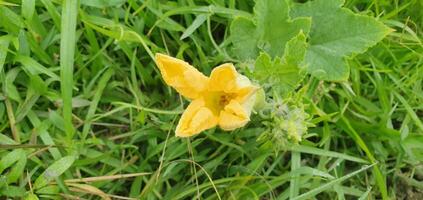 Kürbis Blume im das Dorf Feld foto