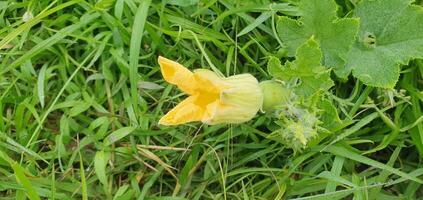 Kürbis Blume im das Dorf Feld foto