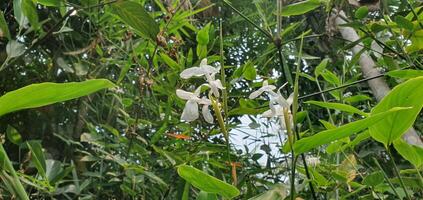 Weiß Hibiskus Blume Klette Arctium Lappa ist ein Spezies von blühen Pflanze im das Familie Arktisgewächse foto