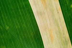 oben Aussicht von ein gesät Grün und grau Feld im belarus.landwirtschaft im Weißrussland.Textur. foto