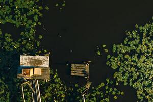 oben Aussicht von das svisloch Fluss im das Stadt loshitsa Park mit Lilien beim Sonnenuntergang.wunderschön Natur von Weißrussland. foto