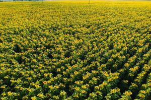 oben Aussicht von ein Feld von blühen Sonnenblumen auf das Hintergrund von Sonnenuntergang foto