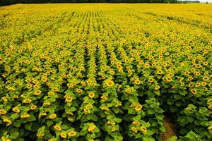 oben Aussicht von ein Feld von blühen Sonnenblumen auf das Hintergrund von Sonnenuntergang foto