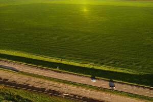 oben Aussicht von das gesät Grün im belarus.landwirtschaft im belarus.textur foto