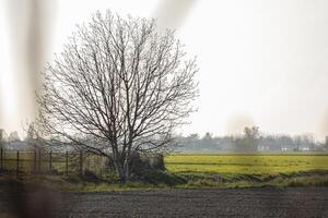 nackt Baum im das Landschaft foto