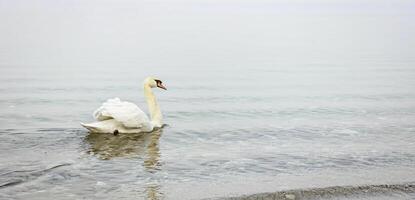 majestätisch Schwan gleiten auf neblig See foto