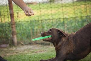 Labrador Hund Theaterstücke mit Frisbeescheibe foto