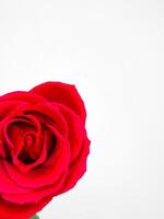schließen oben von beschwingt einer rot Rose auf Weiß Hintergrund mit Raum zum Text. perfekt zum romantisch Anlässe, Blumen- Entwürfe. können Sein benutzt zum romantisch Gruß Karten, Hochzeit Einladungen, Blumen- Geschäft foto