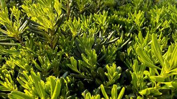 Natur Hintergrund. üppig Grün jung Pflanze schießt Baden im Sonnenlicht, Erstellen beschwingt natürlich Textur im Garten Einstellung, Hervorheben Frühling Wachstum und gesund Vegetation. foto