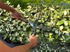 schließen oben von Hände mit Garten Schere zu Pflaume üppig Grün Gebüsch während sonnig Tag. detailliert Gartenarbeit Arbeit und Pflanze Pflege. Trimmen wachsend Garten Zaun. foto