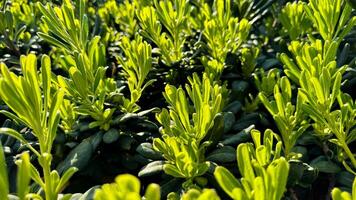 Natur Hintergrund. üppig Grün jung Pflanze schießt Baden im Sonnenlicht, Erstellen beschwingt natürlich Textur im Garten Einstellung, Hervorheben Frühling Wachstum und gesund Vegetation. foto