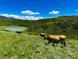 Kühe Weiden lassen auf üppig Grün Hang mit klein See und Blau Himmel im das Hintergrund. ländlich Landschaft und landwirtschaftlich Szene. foto