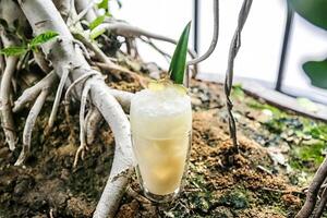 hoch Glas von trinken ruhen auf Baum Ast foto