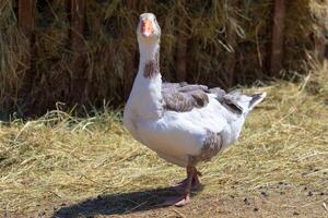 Erwachsene Gans im das Koppel foto