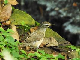 Augenbrauen Soor Vogel oder Turdus verdunkelt oder Augenbrauen Soor, Weiß brauen Soor, dunkel Soor. ein schön Vogel von Sibirien. es ist stark wandernd, Überwinterung Süd zu China und Süd-Ost Asien. foto