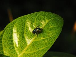 ein fliegen thront auf ein Blatt. Makro Foto von Insekt auf natürlich Grün Blatt Hintergrund