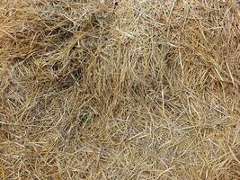 schließen oben Bild von trocken Gras. trocken Blatt im das Feld nach Ernte. landwirtschaftlich Hintergrund Bild Konzept. ländlich Landschaft. foto