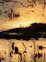 abstrakt Hintergrund Bild von ein Sonnenaufgang Betrachtung auf ein Sumpf Wasser Oberfläche. Silhouetten von Schilf wachsend im ländlich Sumpf Das spiegelt golden Licht von das Sonne foto