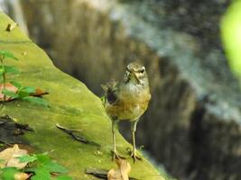 Augenbrauen Soor Vogel oder Turdus verdunkelt oder Augenbrauen Soor, Weiß brauen Soor, dunkel Soor. ein schön Vogel von Sibirien. es ist stark wandernd, Überwinterung Süd zu China und Süd-Ost Asien. foto