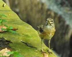 Augenbrauen Soor Vogel oder Turdus verdunkelt oder Augenbrauen Soor, Weiß brauen Soor, dunkel Soor. ein schön Vogel von Sibirien. es ist stark wandernd, Überwinterung Süd zu China und Süd-Ost Asien. foto