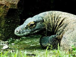 jung komodo Drachen auf pose.schließen oben Porträt von das Welt größte Eidechse komodo von Indonesien, oder komodo Drachen, wissenschaftlich Name ist Varanus komodoensis. foto