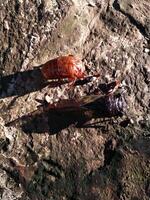 ein Zikade ist thront auf ein Oberfläche von ein Felsen. schließen oben von Zikaden oder Zikaden oder tanne japonensis Insekt. schön Kreatur mit Flügel und dunkel Körper foto