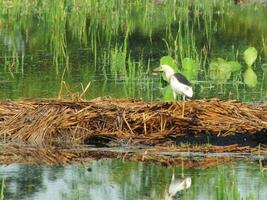 ardeola Speziosa, oder bekannt wie das Javan Teich Reiher, ist ein waten Vogel von das Reiher Familie, von Süd-Ost Asien, im Speziellen Indonesien. Sie häufig gefunden im flach frisch und Salz- Wasser Feuchtgebiete foto