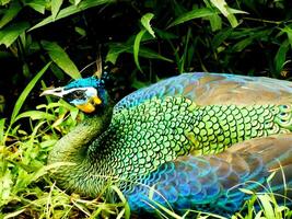 Grün Pfau. Pavo muticus. schön Vogel mit Vibran Farbe Feder welche ist gefunden im das tropisch Wälder von Süd-Ost Asien, ebenfalls bekannt wie ein javanisch Pfau. foto