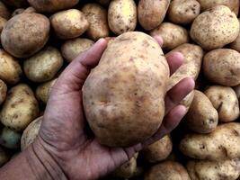 Hand halten oben ein Kartoffeln, mit ein verschwommen ein Bündel von Kartoffeln wie ein Hintergrund. frisch Gemüse auf ein Stall. foto