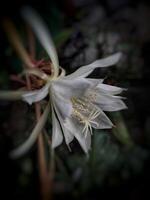 Blume von Prinzessin von das Nacht oder Epiphyllum pumilum. Epiphyllum Oxypetalum oder Dame von das Nacht, nachtblühend Kaktus, nachtblühend Caerus, Orchidee Kaktus, Königin von das Nacht, wijayakusuma foto