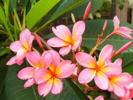 schön Rosa Frangipani Blume oder Plumeria Blühen beim botanisch Garten mit frisch Regentropfen auf Es. tropisch Spa Blume. foto