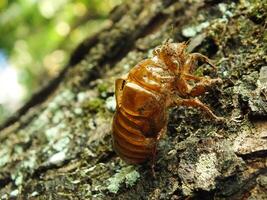 Häuten Zikade auf ein Baum. Zikaden Leben Zyklus im Natur Wald. Insekt Larve foto