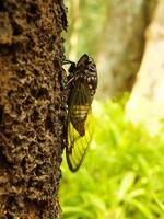 Makro Foto schließen oben von ein Zikade Insekt, Zikade thront auf ein Ast im es ist natürlich Lebensraum. Zikade ein Insekt Das können machen Klang durch vibrieren es ist Flügel.