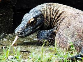 jung komodo Drachen auf pose.schließen oben Porträt von das Welt größte Eidechse komodo von Indonesien, oder komodo Drachen, wissenschaftlich Name ist Varanus komodoensis. foto