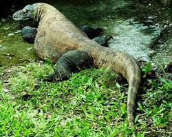 jung komodo Drachen auf pose.schließen oben Porträt von das Welt größte Eidechse komodo von Indonesien, oder komodo Drachen, wissenschaftlich Name ist Varanus komodoensis. foto