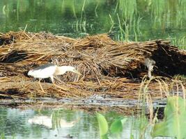 ardeola Speziosa, oder bekannt wie das Javan Teich Reiher, ist ein waten Vogel von das Reiher Familie, von Süd-Ost Asien, im Speziellen Indonesien. Sie häufig gefunden im flach frisch und Salz- Wasser Feuchtgebiete foto