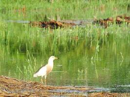 ardeola Speziosa, oder bekannt wie das Javan Teich Reiher, ist ein waten Vogel von das Reiher Familie, von Süd-Ost Asien, im Speziellen Indonesien. Sie häufig gefunden im flach frisch und Salz- Wasser Feuchtgebiete foto