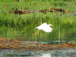 ardeola Speziosa, oder bekannt wie das Javan Teich Reiher, ist ein waten Vogel von das Reiher Familie, von Süd-Ost Asien, im Speziellen Indonesien. Sie häufig gefunden im flach frisch und Salz- Wasser Feuchtgebiete foto