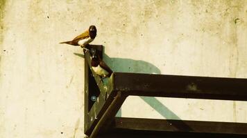 Weiß rumpelt muni oder lonchura striata Sitzen. manchmal namens wie Weiß rumpelt männchen oder gestreift Fink im Vogelzucht. diese klein Vogel Essen Samen wie ihr Main Lebensmittel. foto