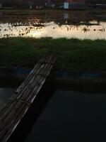 entspannend und beruhigend Landschaft von ein alt Bambus Brücke Kreuzung ein Bewässerung Chanel zu Reis Feld mit golden Gelb Licht von das Sonne erhebt euch foto