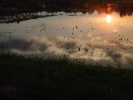 abstrakt Hintergrund Bild von ein Sonnenaufgang Betrachtung auf ein Sumpf Wasser Oberfläche. Silhouetten von Schilf wachsend im ländlich Sumpf Das spiegelt golden Licht von das Sonne foto